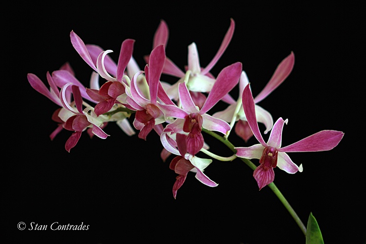 ORCHIDS IN FLIGHT!