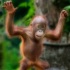 © Anne M. Young PhotoID # 6799736: When I grow up I'll be this big!
