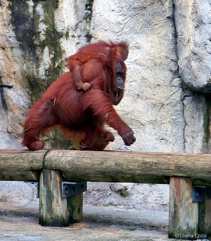 Animal Olympics - Balance Beam