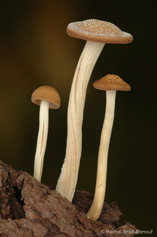 tiny fungi