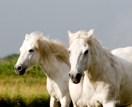 Duo - ID: 6801808 © Ferne B. Saltzman