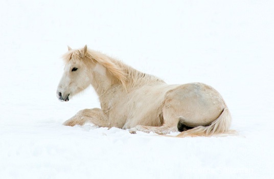 Honey on White - ID: 6801834 © Ferne B. Saltzman