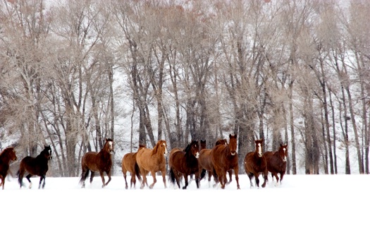 Snow Trotting - ID: 6801848 © Ferne B. Saltzman