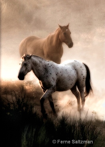 Equine Spirts - ID: 6801869 © Ferne B. Saltzman