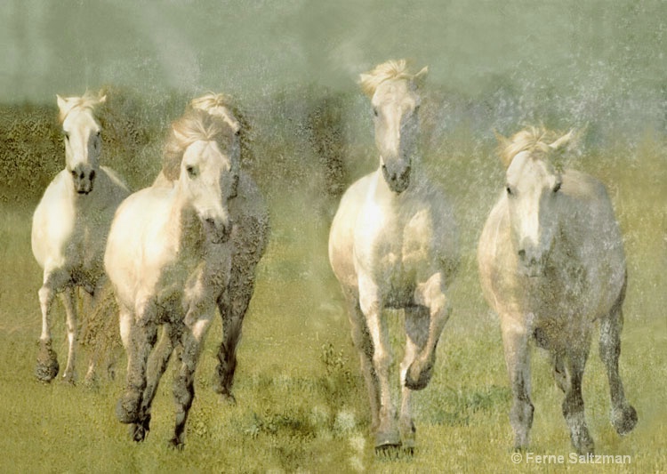 Into the Wind - ID: 6802239 © Ferne B. Saltzman