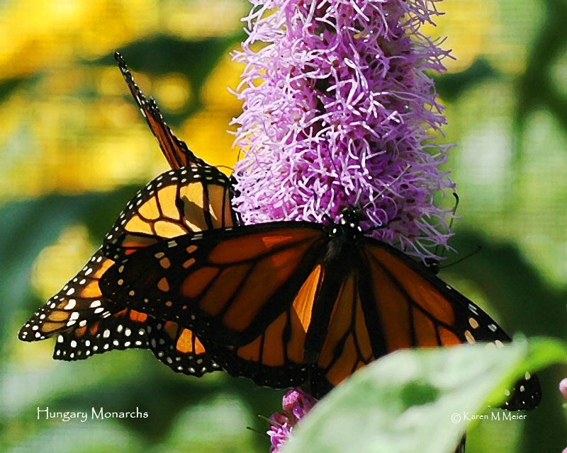 Hungery Monarchs