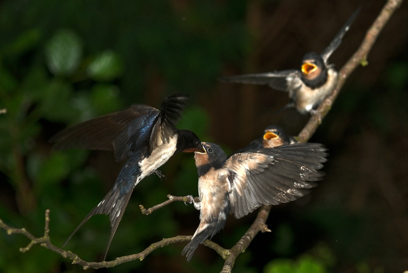 Swallows Feeding