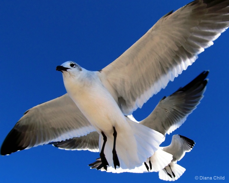 Animal Olympics - Synchronized Sky Swimming