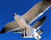 Animal Olympics -...