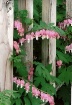 bleeding hearts