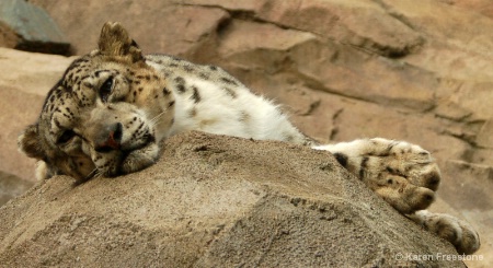 Snow Leopard - After