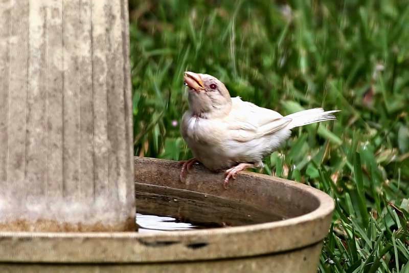 Rare Albino Sparrow