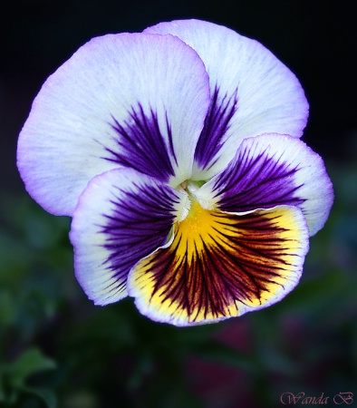 No Ordinary Pansy