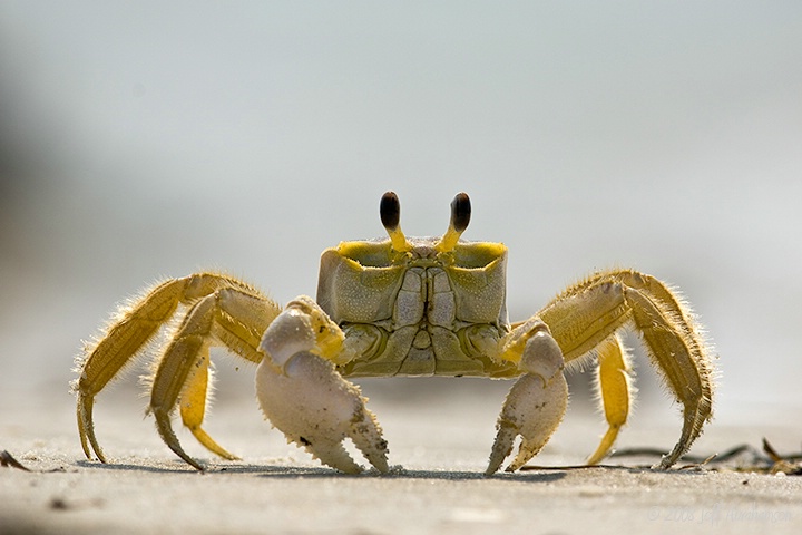 Down With Crabs II