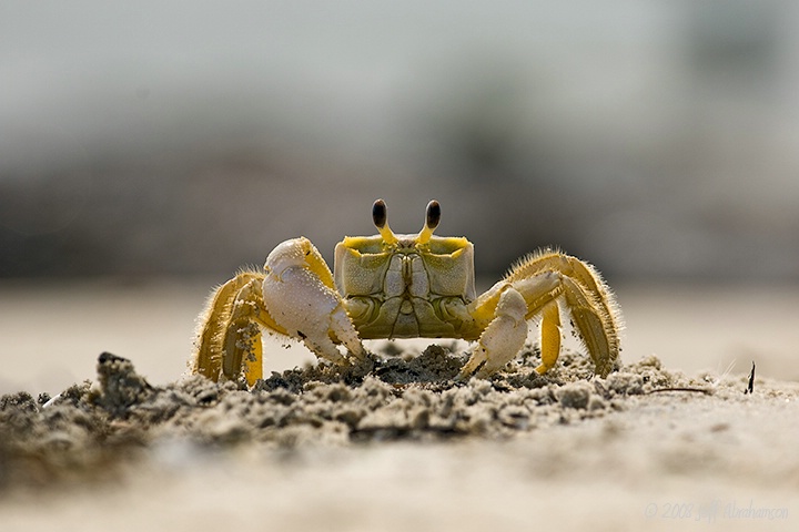 Down With Crabs