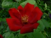 red and green