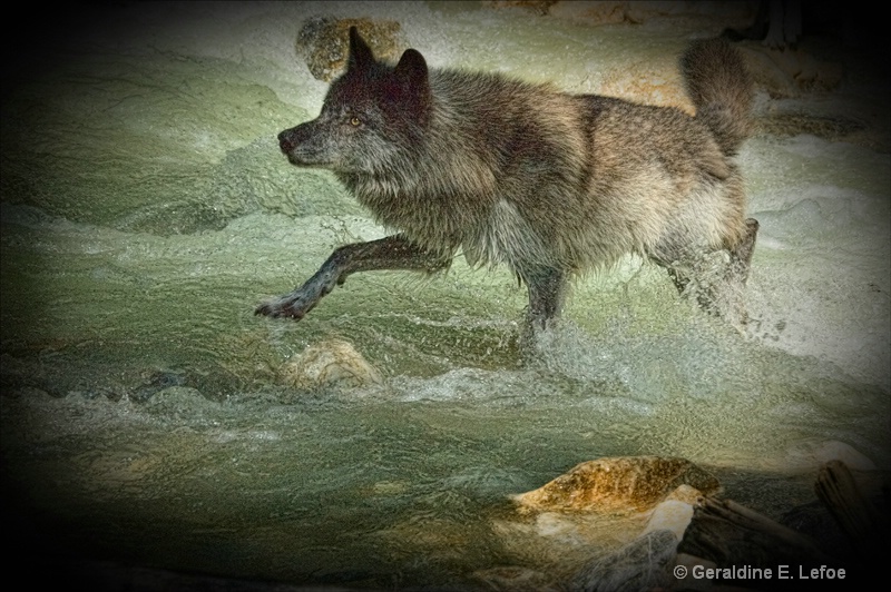 Wolf dancing