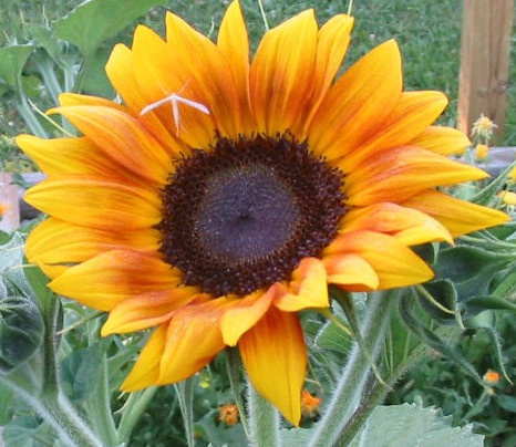 Love Sunflowers!