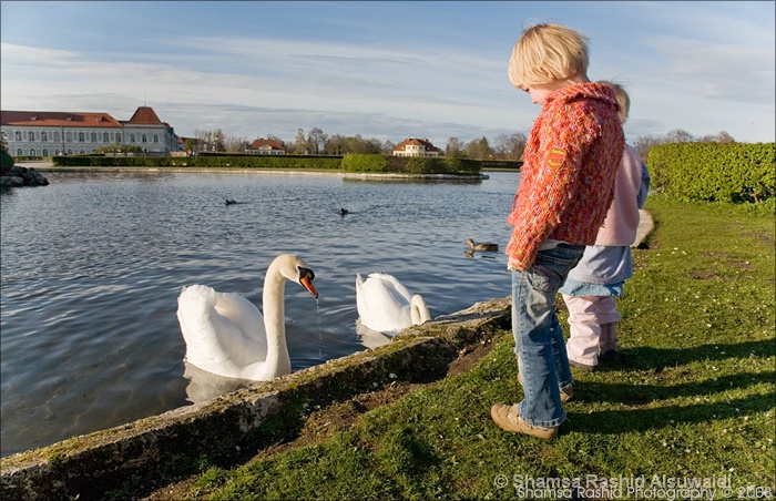 swan lake i- swan with girls