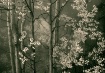 Foggy Aspens--Sep...