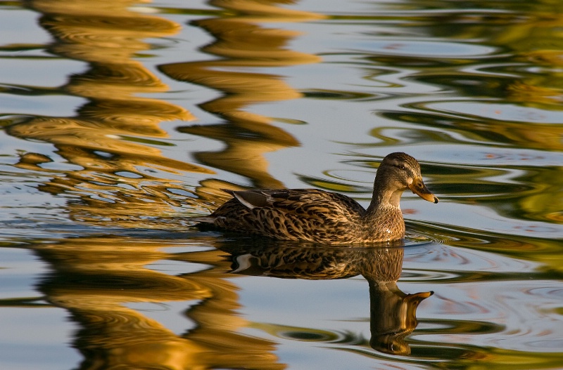 Reflecting 