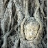 © Ferne B. Saltzman PhotoID # 6824029: Buddha Tree