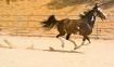 Horse Running