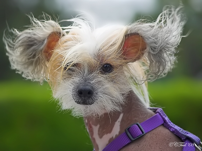 Windswept