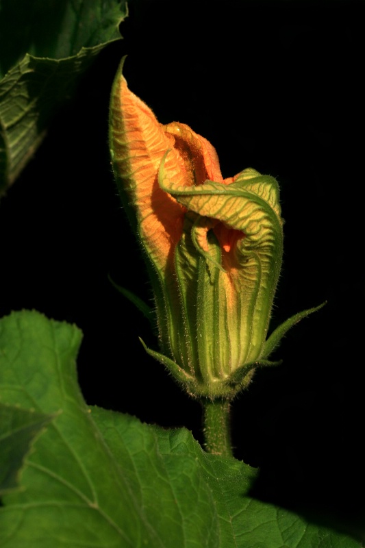 Pumpkin Vine Flower
