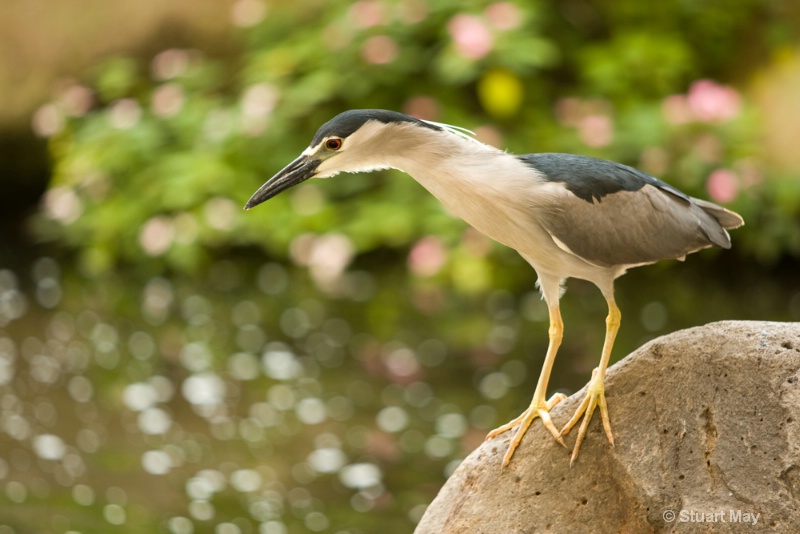 lunch time heron - ID: 6825918 © Stuart May