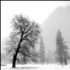 © Stuart May PhotoID# 6826427: tree cathedral rocks in mist