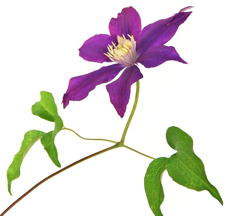 Clematis On White