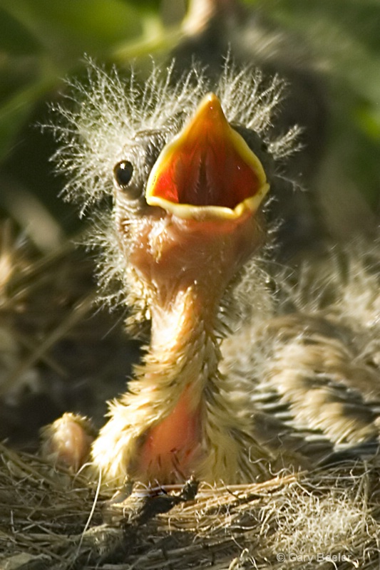 Yellow Warbler Chick