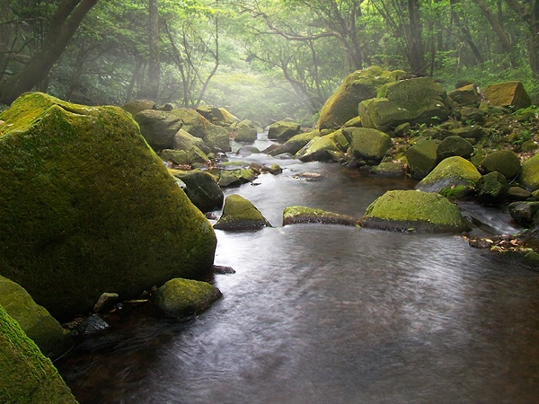 foggy creek