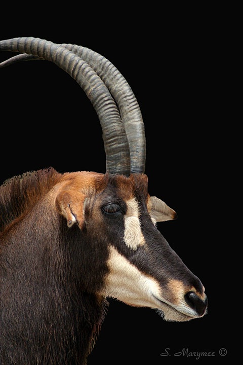 Sable Antelope Buck