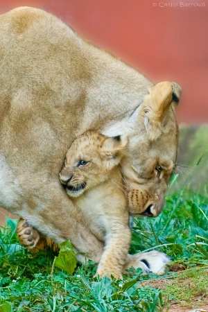 Mother's Love