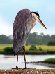 Animal Olympics -...