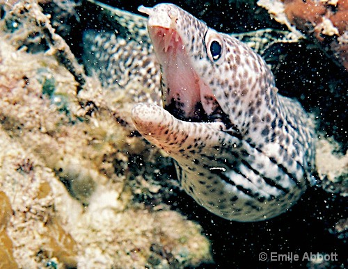 Attack of the Morey eel - ID: 6832828 © Emile Abbott