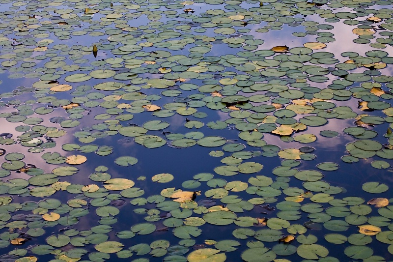 Waterlily Heaven, Harriman State Park, NY