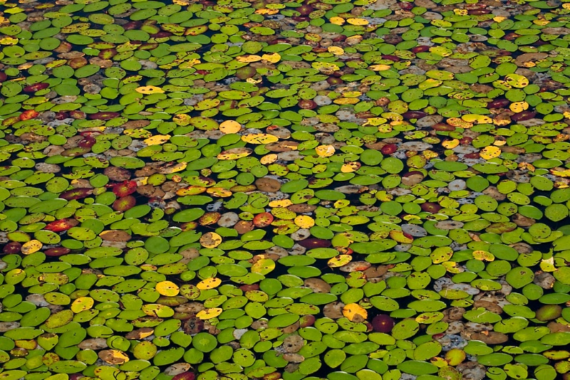 Waterlily Palette, Harriman State Park, NY