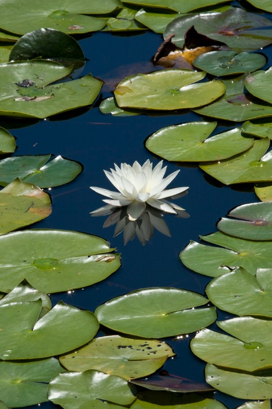 Waterlily Framing, Harriman State Park, NY
