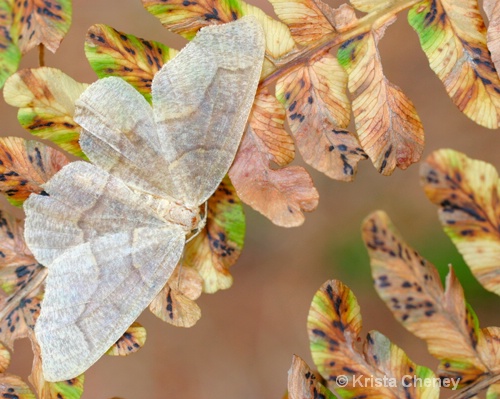 Moth on fern -- Fernalds Neck, Maine - ID: 6833753 © Krista Cheney
