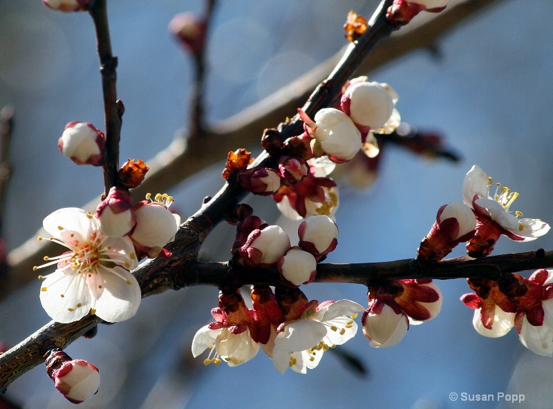 Blossoms - ID: 6834297 © Susan Popp