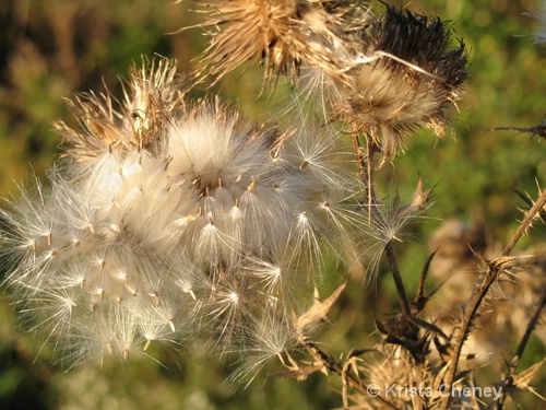 Thistle seed - ID: 6838181 © Krista Cheney