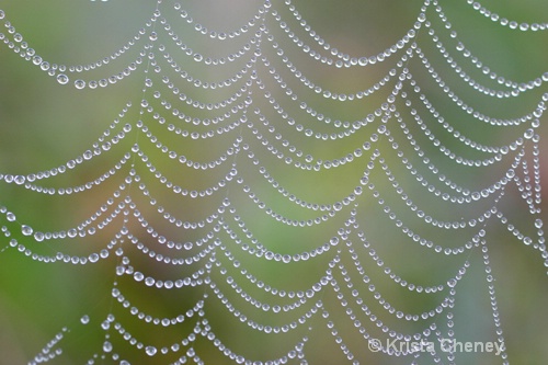 Spider web, Fernalds Neck, Maine - ID: 6838189 © Krista Cheney