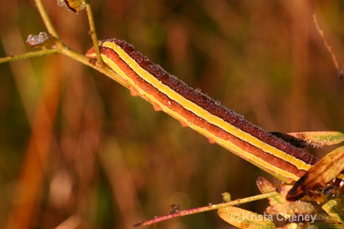 Caterpillar, Fernalds Neck, Maine - ID: 6838192 © Krista Cheney