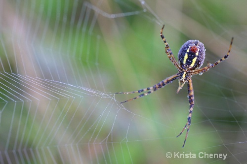Golden orb spider, Fernalds Neck, Maine - ID: 6838194 © Krista Cheney
