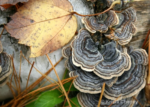 Fungus, Lower Symes Pond - ID: 6838195 © Krista Cheney