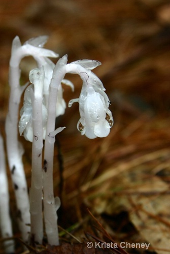 Indian pipe - ID: 6838199 © Krista Cheney
