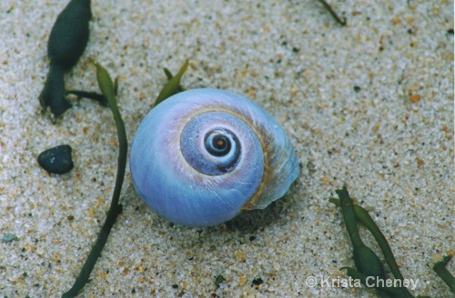 Purple shell - ID: 6838203 © Krista Cheney